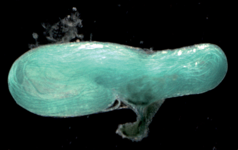 Illustration for article titled The Strange Life of Creatures Whose Sperm Is Larger Than They Are